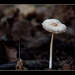 Lovely Little Striped Mushroom (2 more pix below)
