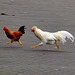 Running chickens