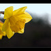 78/365: "It's daffodil time, so the robins cry, For the sun's a big daffodil up in the sky, And at midnight the owls call "whoo"!, The moon is a daffodil too; Now up to the tree-tops the sap starts to climb, So, merry my masters,