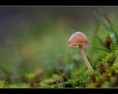 Proud Little Mushroom