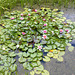 January water lillies