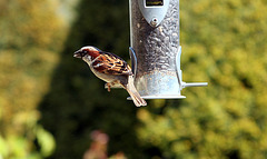 House Sparrow, Wiltshire