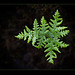 Newly Opened Fern with Pools of Water on Top (2 pix below)