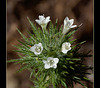Needle-Leaved Navarretia: The 156th Flower of Spring & Summer!