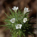 Needle-Leaved Navarretia: The 156th Flower of Spring & Summer!