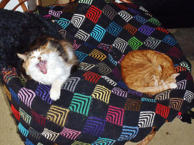 kitties on the chair