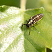 14 Spot Ladybird Larva