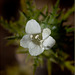 156thflowerwhitepincushionplant