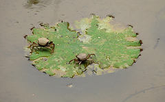 Crabs on a Water Lily Leaf