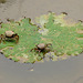 Crabs on a Water Lily Leaf