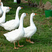 Geese gaggling