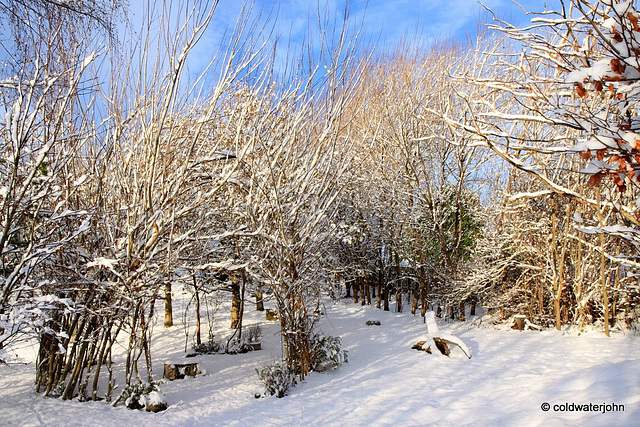 Sun and snow - garden walk Dec 10 2011