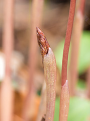 Corallorhiza wisteriana (Spring Coralroot orchid) just poping out of its protective sheath