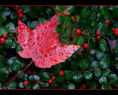 Fiery Wet Leaf Against Berry Bush