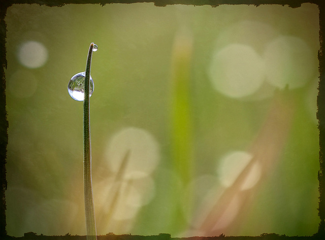 Dreamy Textured Grass with Double Droplet