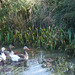 our geese discover the pond