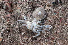 Dead crab on the beach