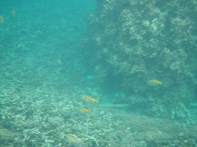 more snorkelling