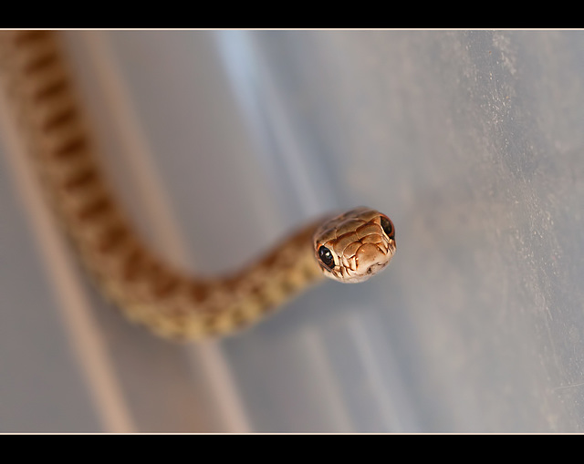 Pacific Gopher Snake (3 more pix below!)