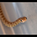 Pacific Gopher Snake (3 more pix below!)