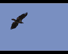 Hawk in Flight