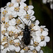 Tanbark Borer Beetle on Yarrow Looking at the Next Destination