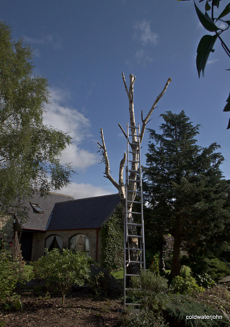 Death in the afternoon - the tree surgeon cometh...