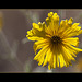 Showy Tarweed (Set 1 of 3): The 153rd Flower of Spring & Summer!