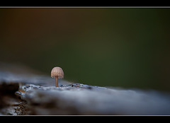 Baby Mushroom All Alone