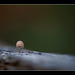 Baby Mushroom All Alone