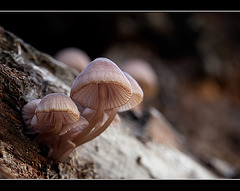 Mushroom Family on Side of Log