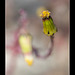 Tiny Dandilion Blossom