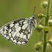 Male Marbled White Detail