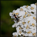 Varigated Red-Bottom (Cylindromyia) Fly on Yarrow