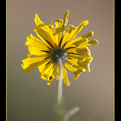 Showy Tarweed: The 153rd Flower of Spring & Summer!