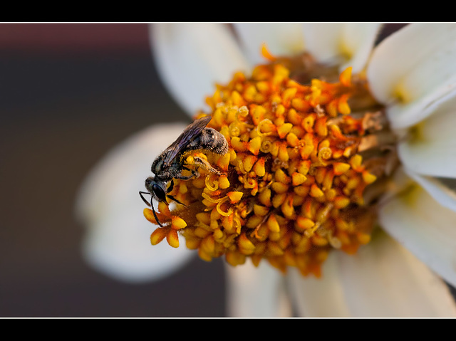 Micro Bee on Coneflower