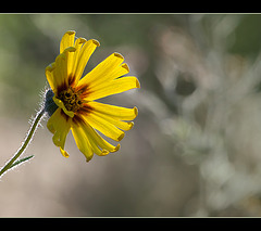 Showy Tarweed: The 153rd Flower of Spring & Summer!