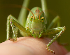 Great Green Bush Cricket Nymph