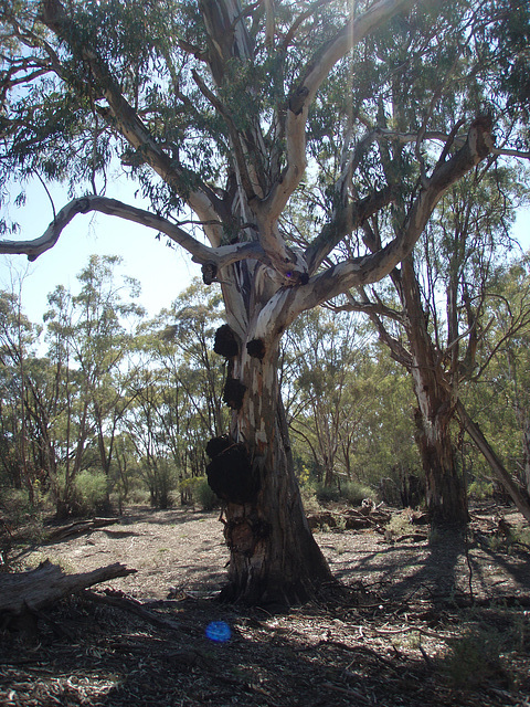 river red gum
