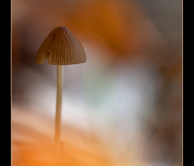 The First Mushroom of Fall