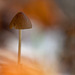 The First Mushroom of Fall