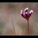 Cowbag Clover Blossom (1 picture below)