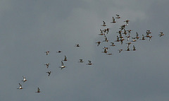 Bar-tailed Godwit Flock