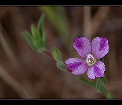 Four-spot Clarkia: The 151st Flower of Spring & Summer! (1 more pic below!)