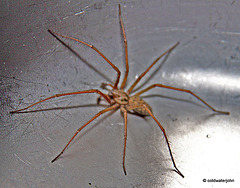 Incy Wincy Spider...is stuck in the kitchen sink!