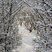 Sun and snow - garden walk Dec 10 2011