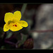 Chickweed Monkeyflower Blossom