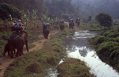 Elephant Trail