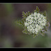 Nested Star Flower: The 150th Flower of Spring & Summer!