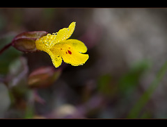 Chickweed Monkeyflower Covered in Dew (4 pictures below! :)